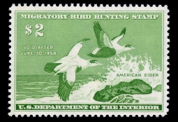 "RW24, VXF NH American Elder  Duck Stamp"