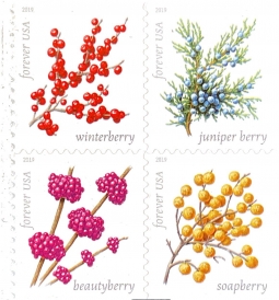 US 5415-18 2019 Winter Berries